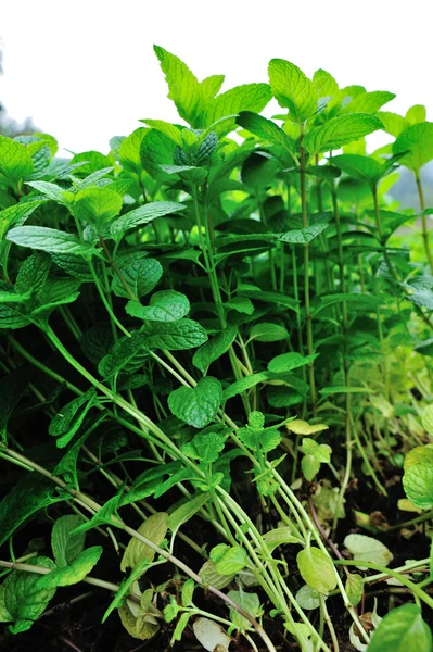 Plantas de menta verde —  Fotos de Stock