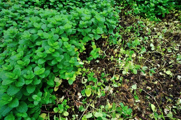 그린 민트 식물 — 스톡 사진