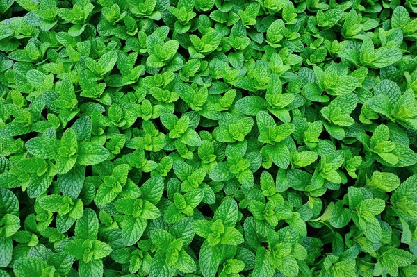 Green mint plants — Stock Photo, Image