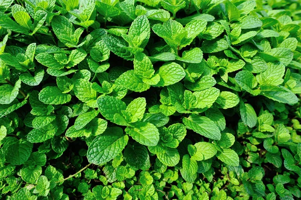 Grön mynta växter — Stockfoto