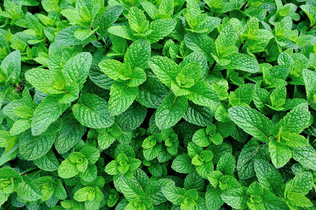 Imágenes: menta planta | plantas de menta verde — Foto de stock © lzf