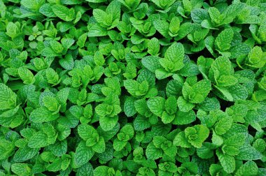 Yeşil nane bitkiler