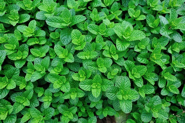 Plantas de menta verde — Foto de Stock