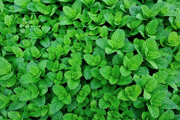 Yeşil nane bitkiler — Stok fotoğraf