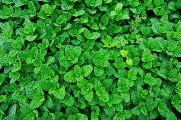 Grön mynta som växer i trädgården — Stockfoto