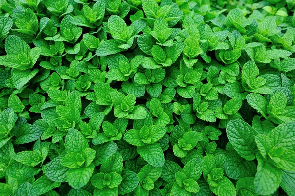 Green mint growing in garden — Stock Photo, Image