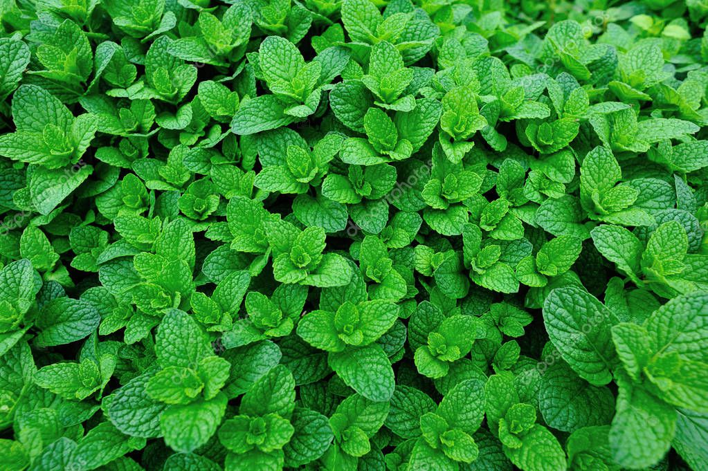 Green mint growing in garden — Stock Photo © lzf 148684079