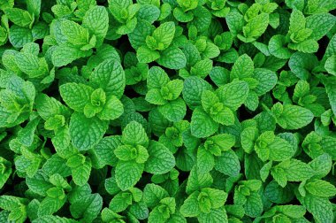  Nane bitkiler Sebze Bahçe