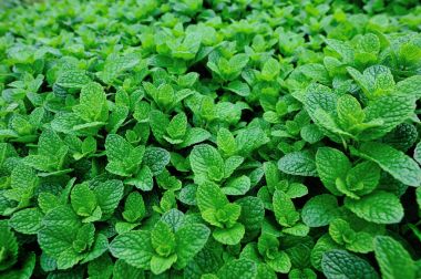  Nane bitkiler Sebze Bahçe