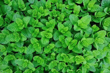  Nane bitkiler Sebze Bahçe