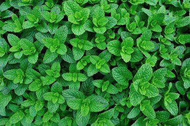  Nane bitkiler Sebze Bahçe