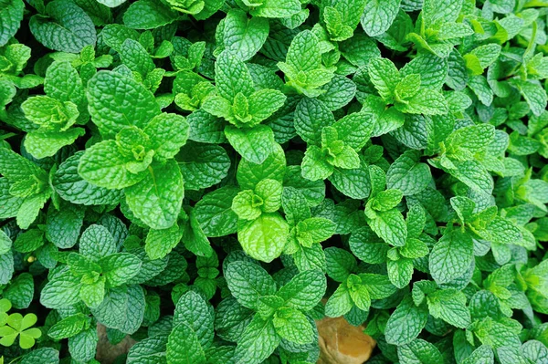 Mint växter växa grönsak trädgård — Stockfoto