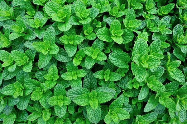 Mint plants growing at vegetable garden — Stock Photo, Image