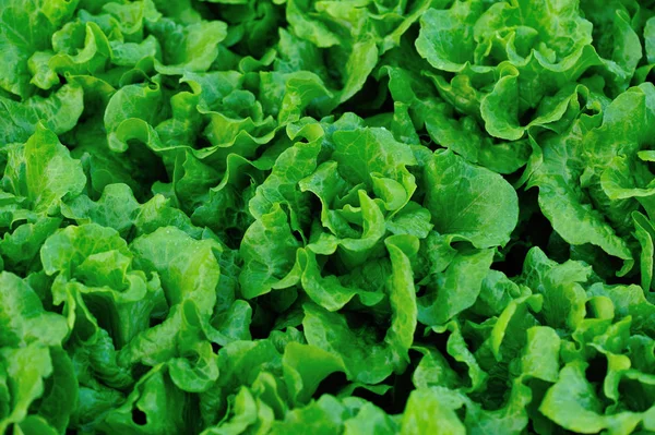 Зеленого салату рослин — стокове фото