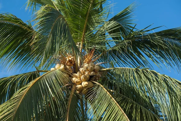Żółty kokosy w palm tree — Zdjęcie stockowe