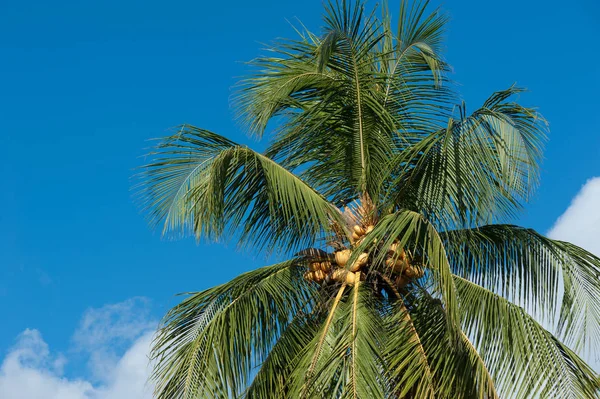 Żółty kokosy w palm tree — Zdjęcie stockowe