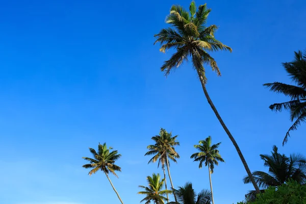 Hohe Palmen — Stockfoto