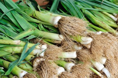 taze sarımsak filizi