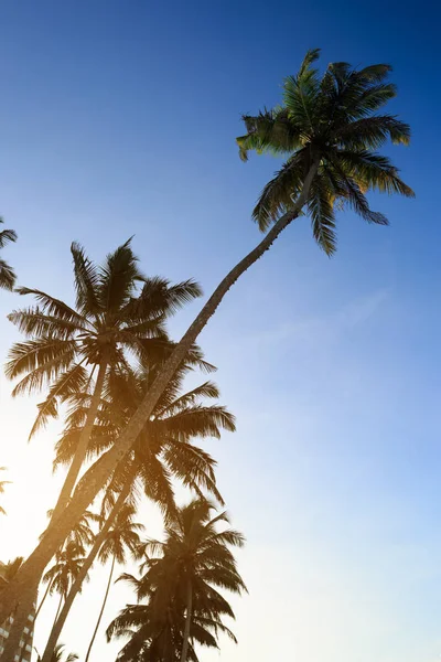 Hohe Palmen — Stockfoto