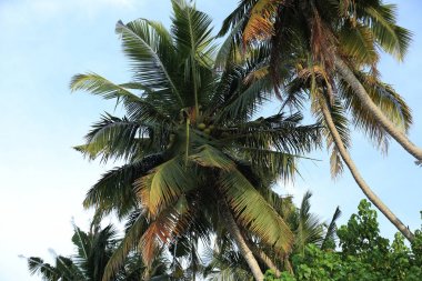 Hindistan cevizi ağaçları mavi gökyüzü altında