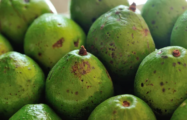 Fresh green Avocado — Stock Photo, Image