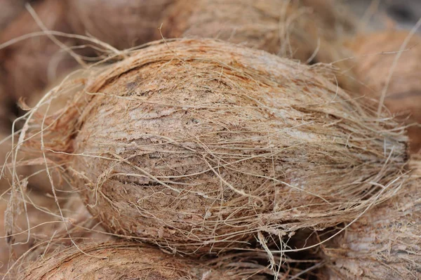 Kokosnötter som säljer på lokala marknaden — Stockfoto