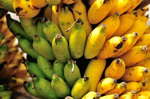 Υποκατάστημα της ώριμες μπανάνες — Φωτογραφία Αρχείου