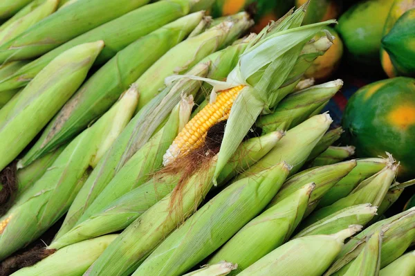 Hojas de maíz frescas — Foto de Stock