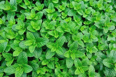 bahçede büyüyen yeşil nane