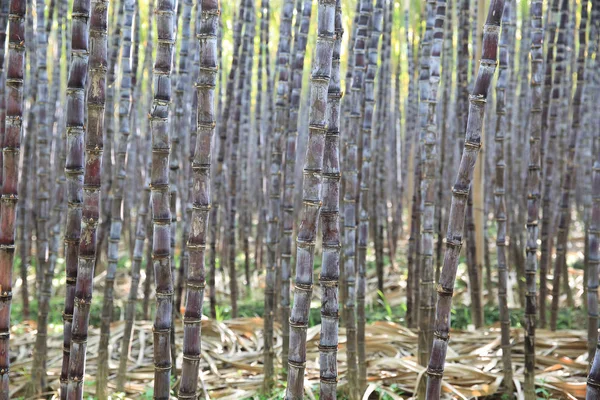 Sugarcane plants growing — Stock Photo, Image