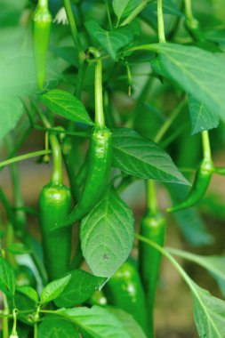 yeşil biber bitkiler