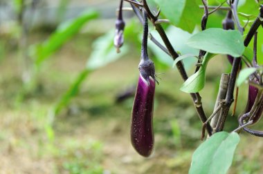 Garden'da büyüyen patlıcan