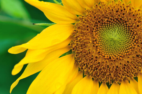 beautiful sunflower blooming at garden