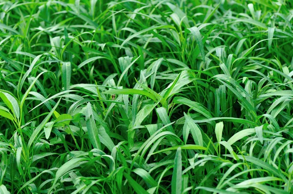 Espinacas de agua verde — Foto de Stock