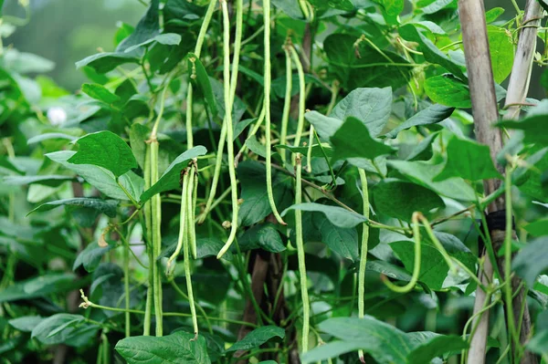 Long bean plants — Stock Photo, Image