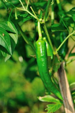 yeşil biber bitkiler