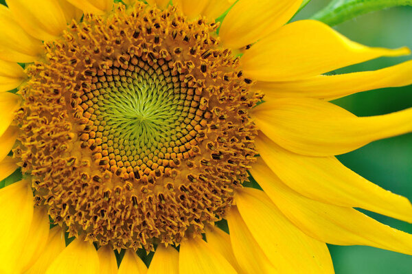 beautiful sunflower at garden