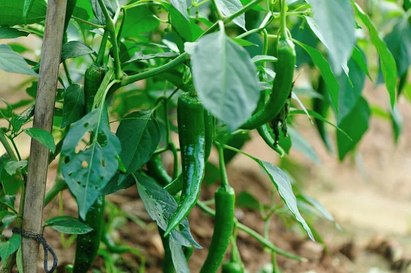 Green pepper plants — Stock Photo, Image