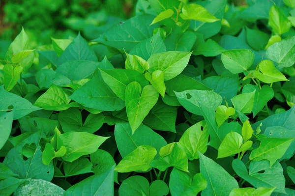 Green sweet potato leaves — Stock Photo, Image