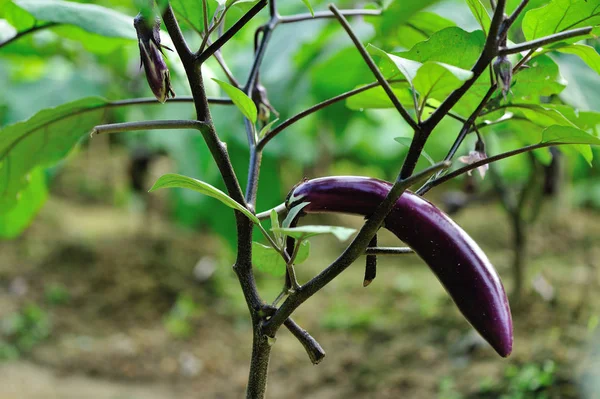 Aubergine plant at garden — Stock Photo, Image