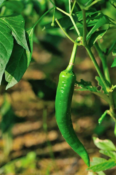 Green pepper plants — Stock Photo, Image