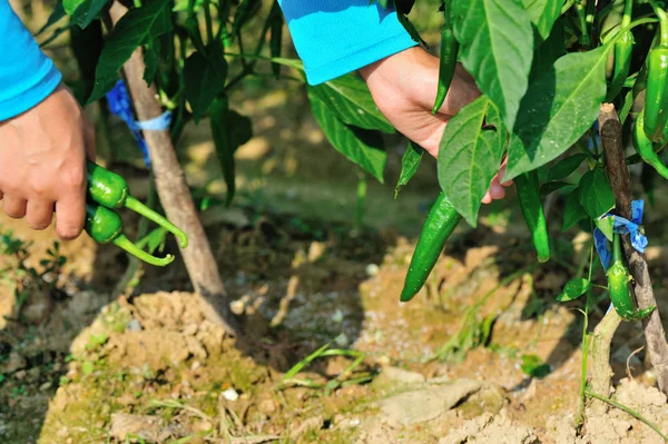 Bonde plockning grön paprika — Stockfoto