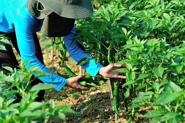 Agricultor colheita de pimenta verde — Fotografia de Stock