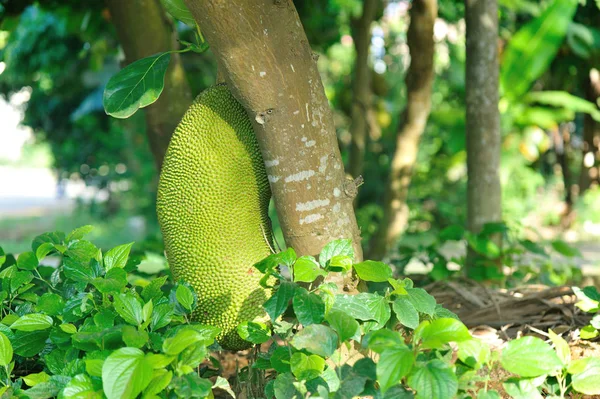 Jackfruits groeien op boom — Stockfoto