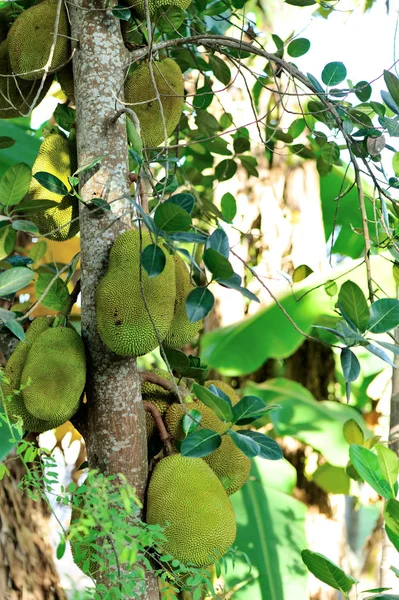 Jackfruits groeien op boom — Stockfoto