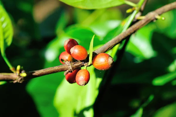 Granos de café creciendo en el árbol —  Fotos de Stock