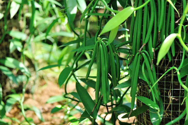 Plantas de vainilla verde —  Fotos de Stock