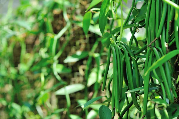 Plantas verdes de baunilha — Fotografia de Stock