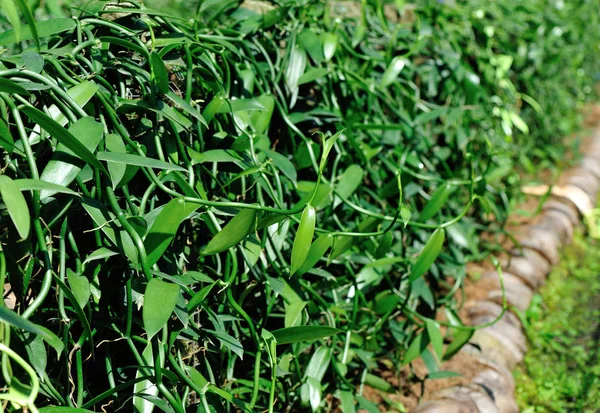 Fila de plantas verdes de baunilha — Fotografia de Stock