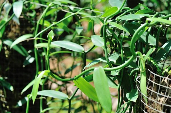 绿色的香草植物 — 图库照片